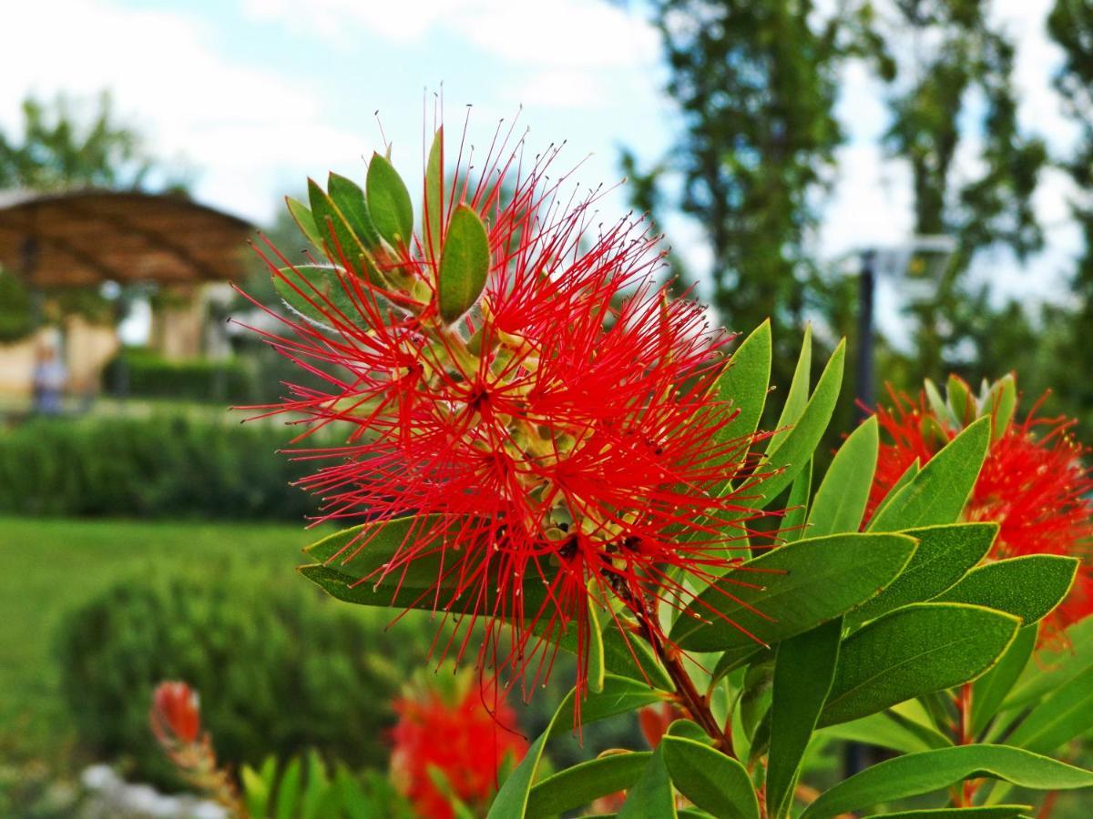 Casa Vacanze La Fiorita Terontola Kamer foto